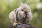 lion-headed rabbit