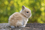 lion-headed rabbit