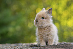 lion-headed rabbit