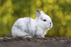 lion-headed rabbit