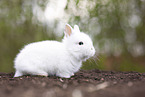 lion-headed rabbit