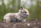 lion-headed rabbit