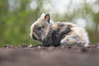 lion-headed rabbit