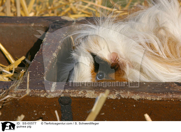 Meerschweinchen / guinea pig / SS-00577