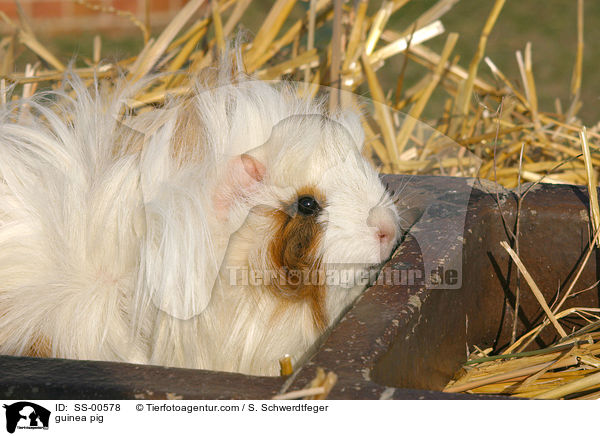 guinea pig / SS-00578