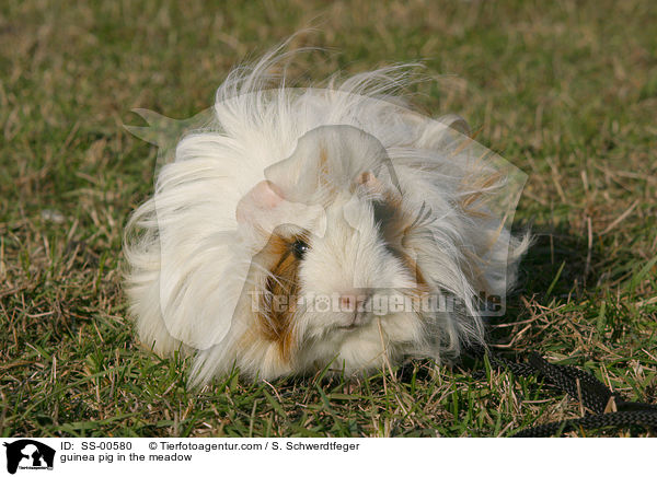 guinea pig in the meadow / SS-00580