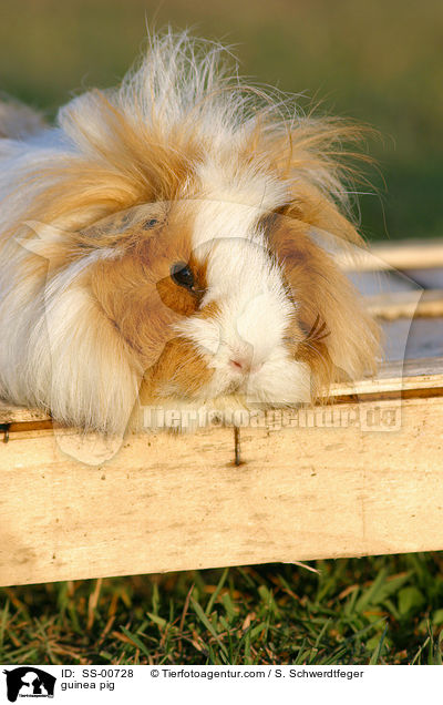 guinea pig / SS-00728