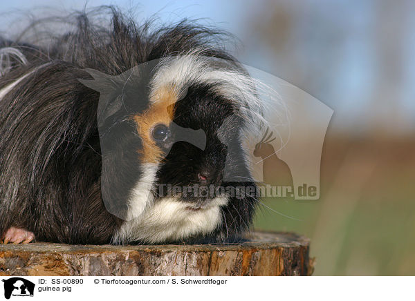 Meerschweinchen / guinea pig / SS-00890