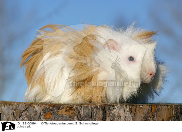 Meerschweinchen / guinea pig / SS-00894