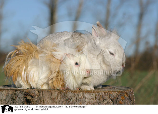 Meerschweinchen und Zwergkaninchen / guinea pig and dwarf rabbit / SS-00897