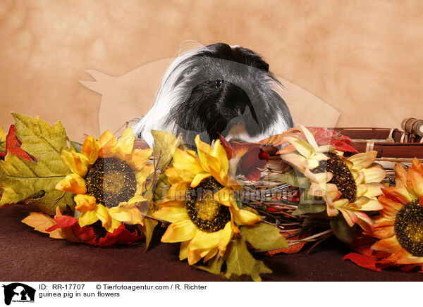guinea pig in sun flowers / RR-17707