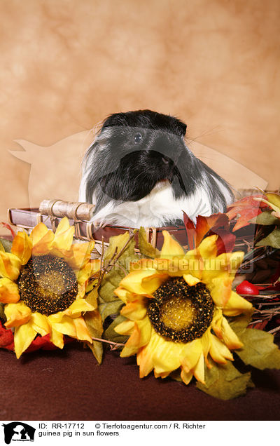 guinea pig in sun flowers / RR-17712