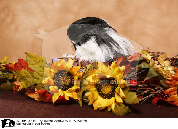 guinea pig in sun flowers / RR-17714
