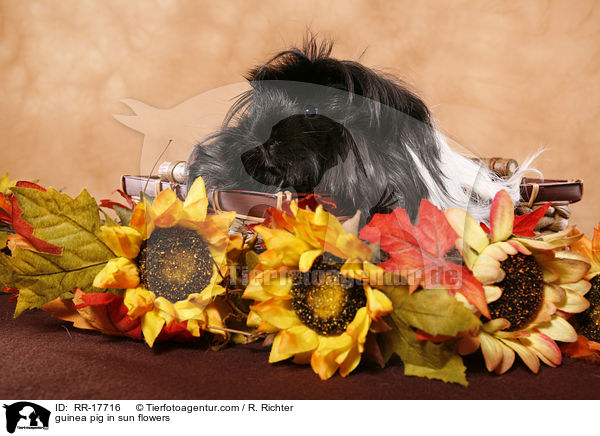 guinea pig in sun flowers / RR-17716