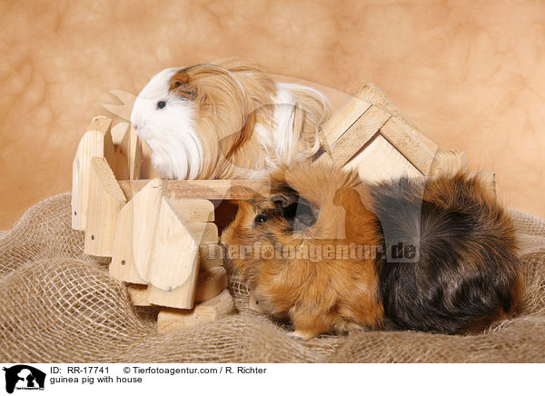 Meerschwein am Huschen / guinea pig with house / RR-17741