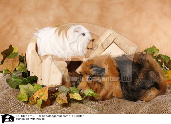 guinea pig with house / RR-17742