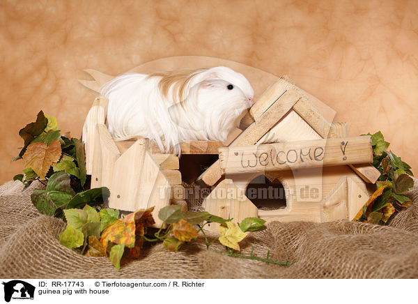 Meerschwein am Huschen / guinea pig with house / RR-17743