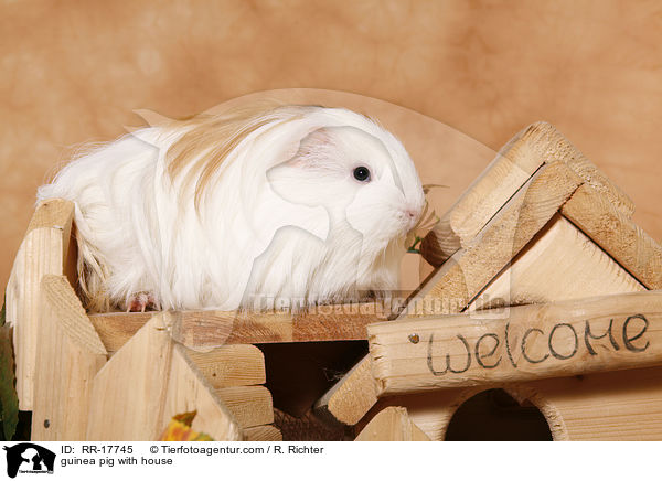 Meerschwein am Huschen / guinea pig with house / RR-17745