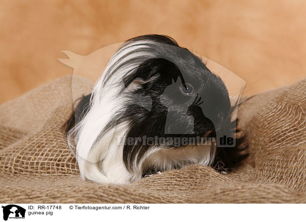 guinea pig / RR-17748