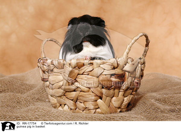 guinea pig in basket / RR-17754