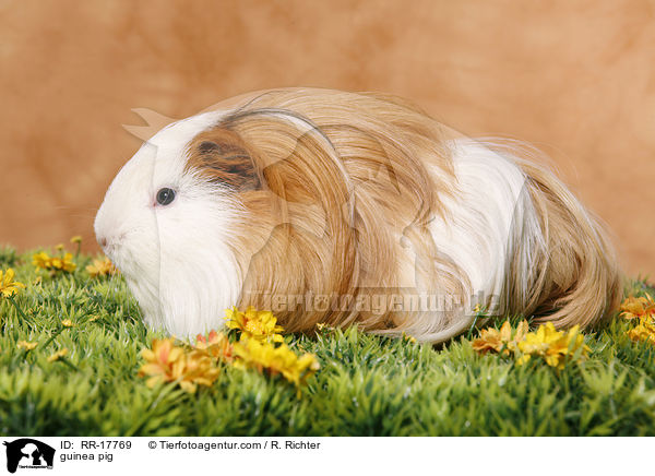 Meerschweinchen / guinea pig / RR-17769