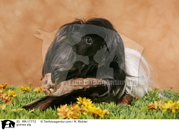 Meerschweinchen / guinea pig / RR-17772