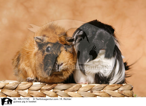 guinea pig in basket / RR-17795