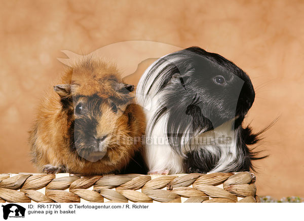Meerschweinchen im Krbchen / guinea pig in basket / RR-17796