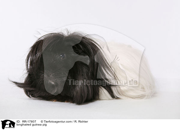 longhaired guinea pig / RR-17807
