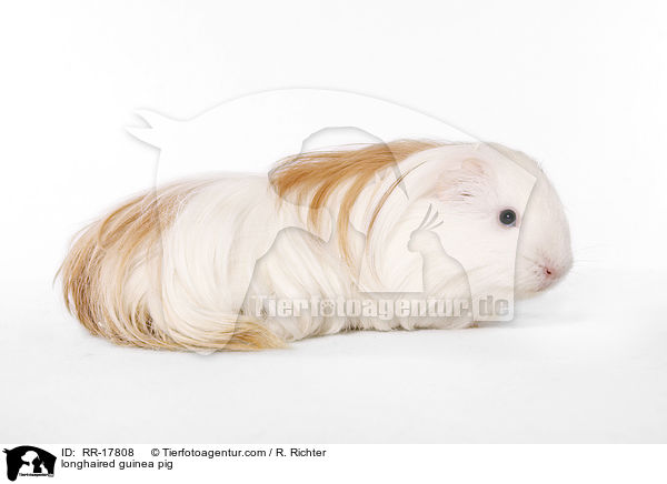 longhaired guinea pig / RR-17808