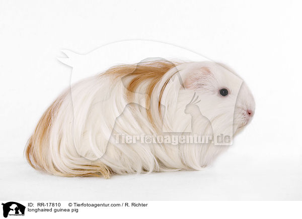 Langhaarmeerschwein / longhaired guinea pig / RR-17810