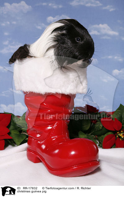 christmas guinea pig / RR-17832