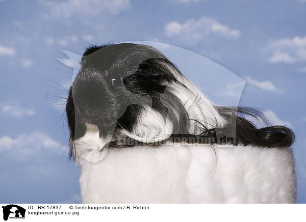 longhaired guinea pig / RR-17837