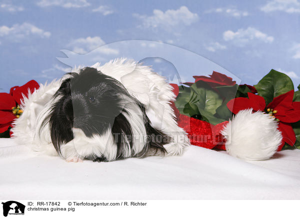 christmas guinea pig / RR-17842