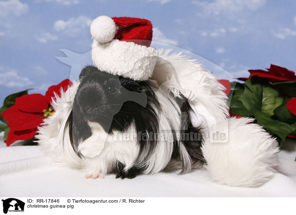 Weihnachtsmeerschweinchen / christmas guinea pig / RR-17846