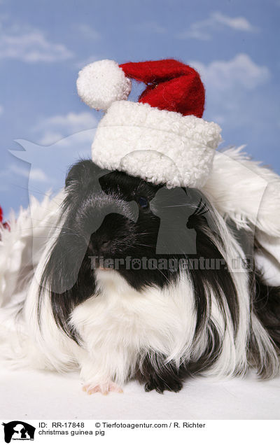 Weihnachtsmeerschweinchen / christmas guinea pig / RR-17848