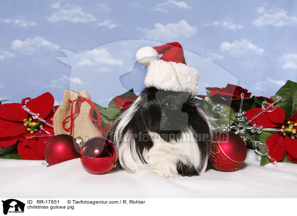 Weihnachtsmeerschweinchen / christmas guinea pig / RR-17851