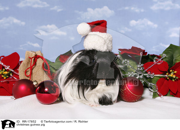 Weihnachtsmeerschweinchen / christmas guinea pig / RR-17852