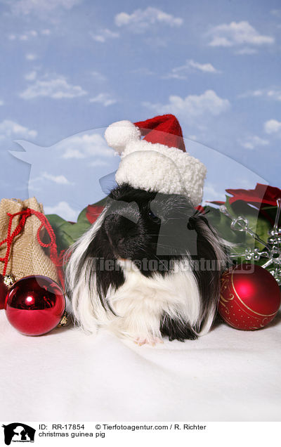 Weihnachtsmeerschweinchen / christmas guinea pig / RR-17854