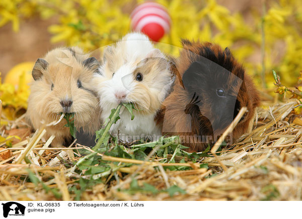 Meerschweine / guinea pigs / KL-06835