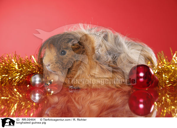 Langhaarmeerschweinchen / longhaired guinea pig / RR-39464