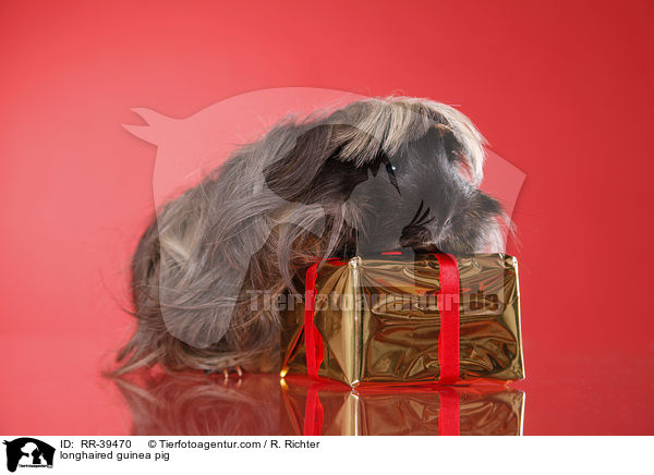 Langhaarmeerschweinchen / longhaired guinea pig / RR-39470