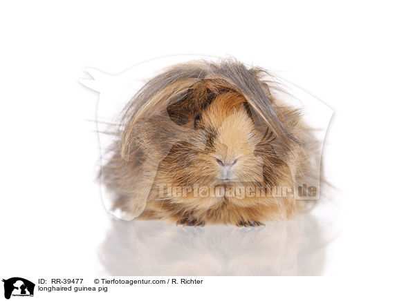 Langhaarmeerschweinchen / longhaired guinea pig / RR-39477
