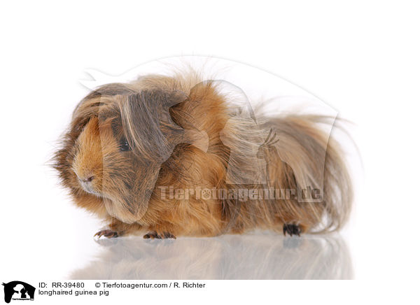 longhaired guinea pig / RR-39480