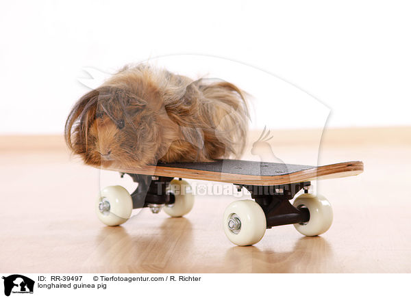 longhaired guinea pig / RR-39497