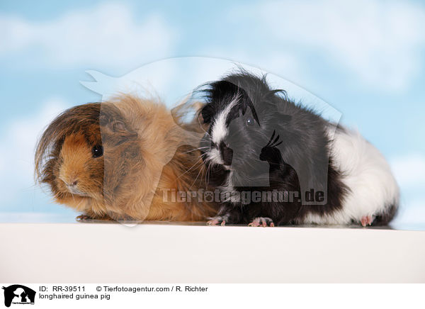 Langhaarmeerschweinchen / longhaired guinea pig / RR-39511
