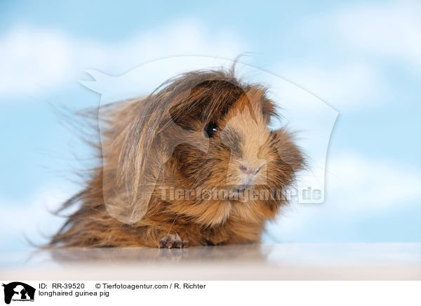 Langhaarmeerschweinchen / longhaired guinea pig / RR-39520