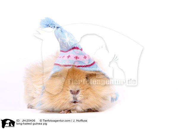 long-haired guinea pig / JH-20406