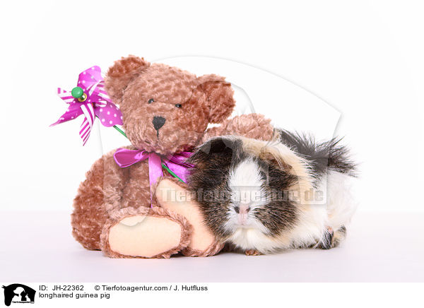 Langhaarmeerschwein / longhaired guinea pig / JH-22362