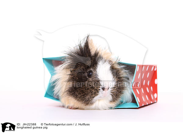 longhaired guinea pig / JH-22388